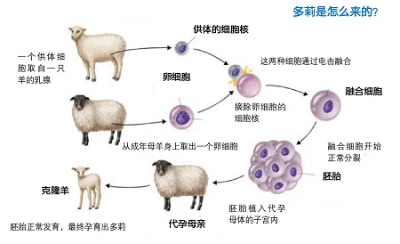 克隆简史:从不缺少争议